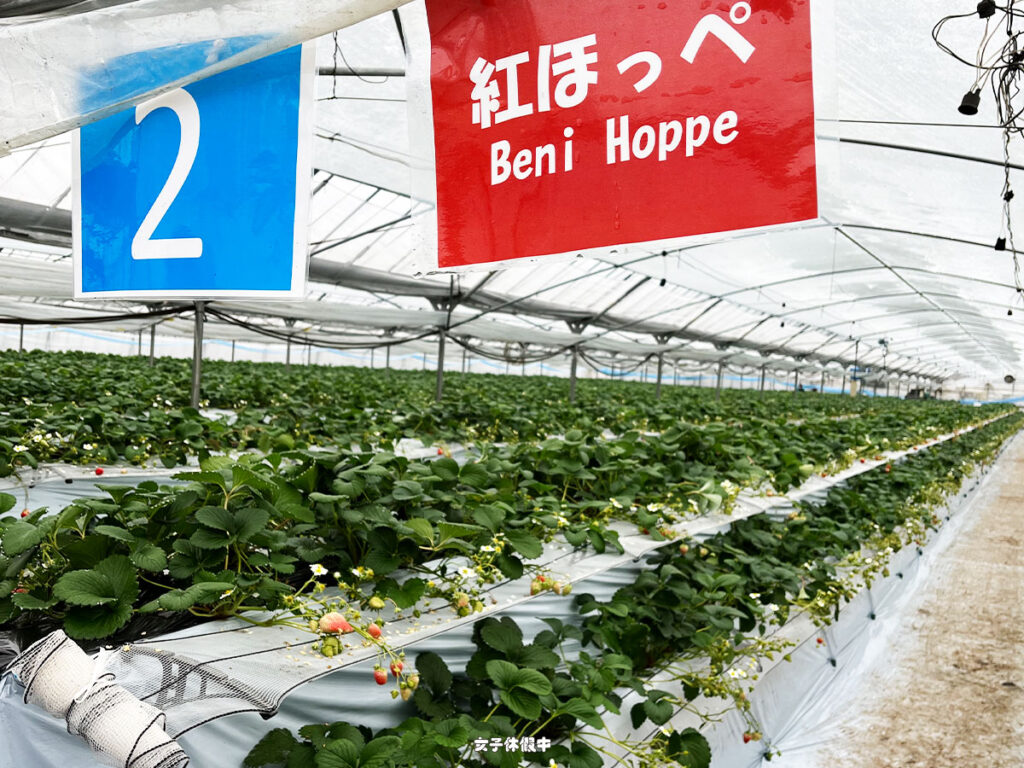 走道上方都有標示不同的草莓品種
